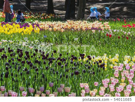 Tulip in color 54011085