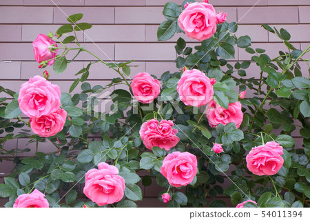 Rose lavonia 54011394