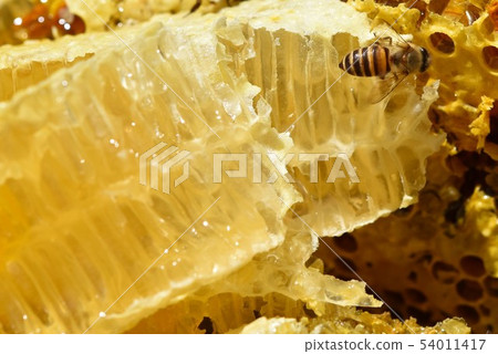 巢蜂蜜和蜂世界特寫鏡頭材料背景 54011417