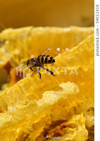 巢蜂蜜和蜂世界特寫鏡頭材料背景 巢蜂蜜和蜂世界特寫鏡頭材料背景 54011419