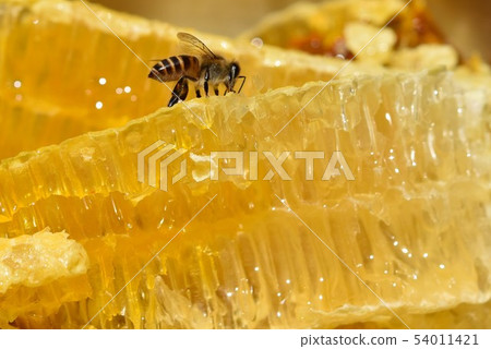 Nest honey and bees world close-up Material Background Nest honey and bees world close-up Material Background 54011421