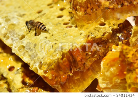 巢蜂蜜和蜂世界特寫鏡頭材料背景 54011434