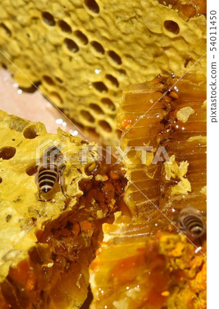 巢蜂蜜和蜂世界特寫鏡頭材料背景 54011450