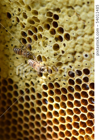 巢蜂蜜和蜂世界特寫鏡頭材料背景 54011485
