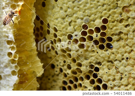 巢蜂蜜和蜂世界特寫鏡頭材料背景 54011486