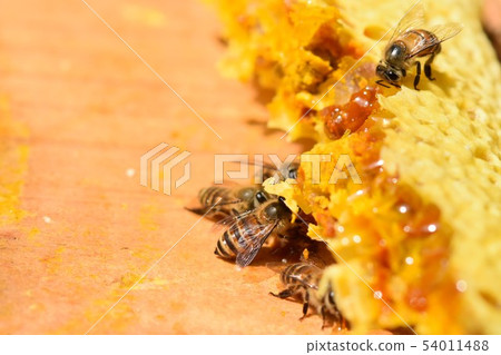 Nest honey and bees world close-up Material Background Nest honey and bees world close-up Material Background 54011488