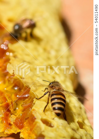 巢蜂蜜和蜂世界特寫鏡頭材料背景 54011490