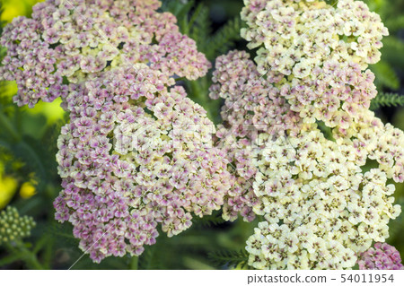 Achillea Peach Seduction 54011954