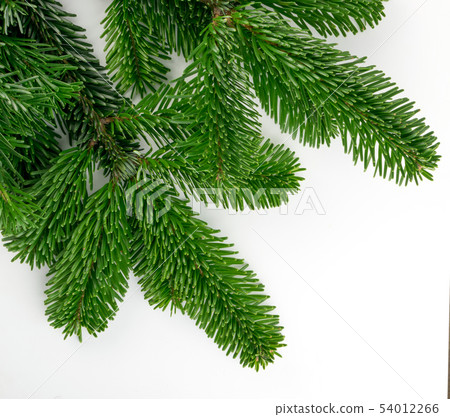 Natural Green Spruce Twigs Isolated on White Natural Green Spruce Twigs Isolated on White 54012266