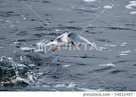 Wild bird 54012407