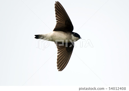 Wild bird 54012408