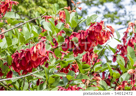 美國Deigo 54012472