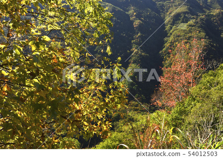 秋天森林山谷的顏色 54012503
