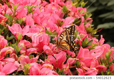 Swallowtail蝴蝶和玫瑰 54012623