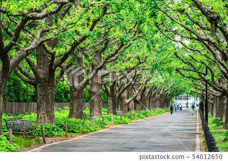 東京明治神宮外苑初夏銀杏樹 東京明治神宮外苑初夏銀杏樹 54012650