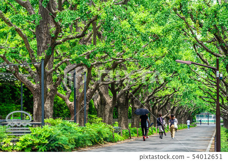 東京明治神宮外苑初夏銀杏樹 東京明治神宮外苑初夏銀杏樹 54012651