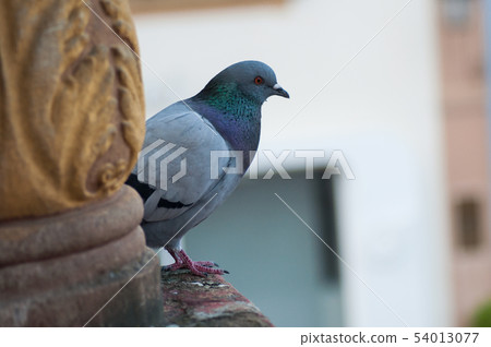 portrait of pigeon standing  in the city 54013077