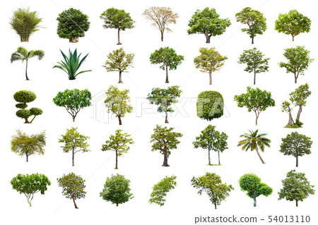 Isolated big tree on white background ,The Isolated big tree on white background ,The 54013110
