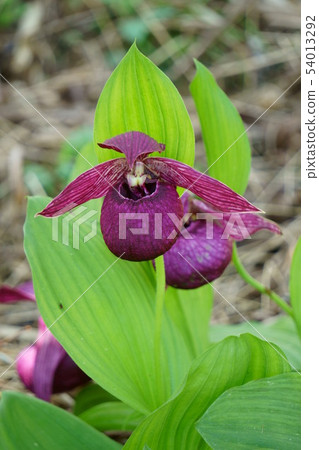 731 Atsumi sou 54013292