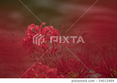 Autumn flowers cluster amaryllis Autumn flowers cluster amaryllis 54013984