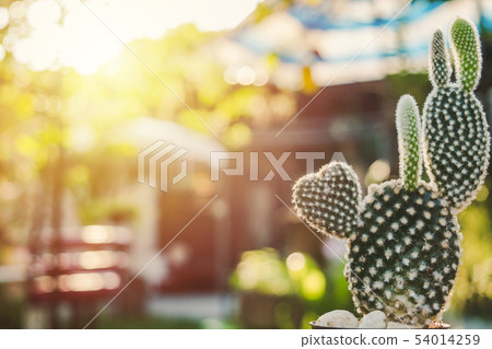 Heart shaped Bunny cactus,Opuntia in the mornig 54014259