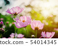 Beautiful Pink Mexican Aster in the morning sun. 54014345