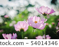 Beautiful Pink Mexican Aster in the morning sun. 54014346