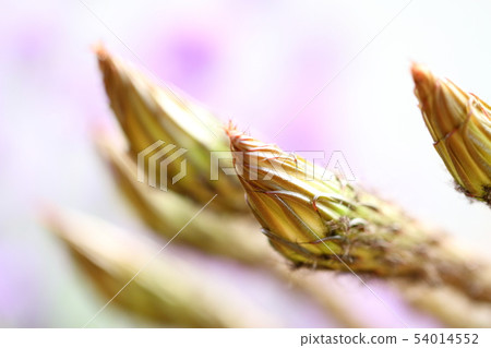 仙人掌芽 54014552