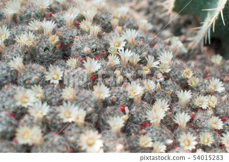 Macro photo of spiky cactus on natural blurred 54015283