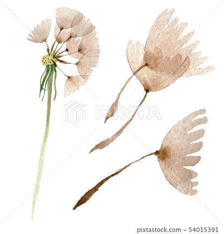 Dandelion blowball with seeds. Watercolor background illustration set. Isolated plant illustration 54015391