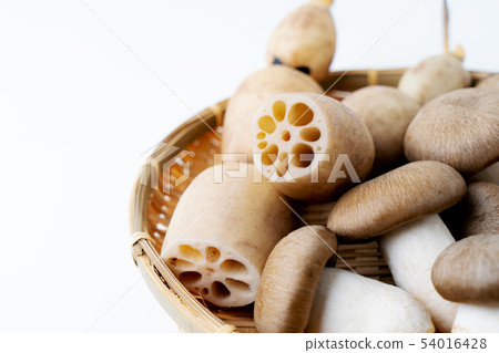 Daikokumoto shimeji蓮藕 Daikokumoto shimeji蓮藕 54016428