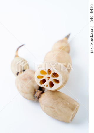 Lotus root 54016436