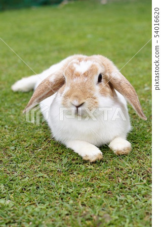 Rabbit ears 54016620