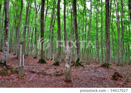  Beautiful forest 54017027