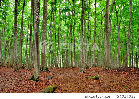  美麗的森林 54017032