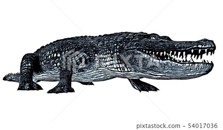 Sketch of alligator isolated on a white background Sketch of alligator isolated on a white background 54017036