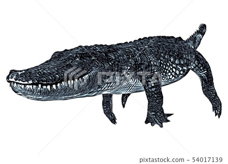 how to Draw Alligator Step by Step Easy For Kids - YouTube