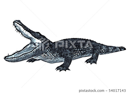 Alligator crocodile realistic drawing sketch Vector Image