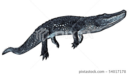 Sketch of alligator isolated on a white background 54017178