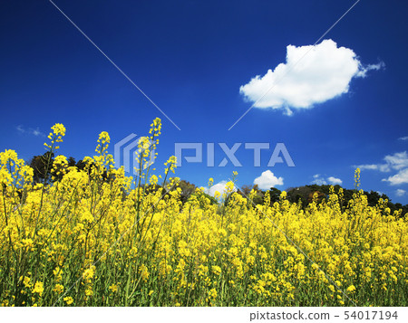 油菜花和藍天 54017194
