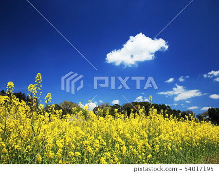 油菜花和藍天 54017195