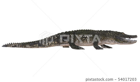 A reference image Alligator isolated on white... - Stock Illustration ...
