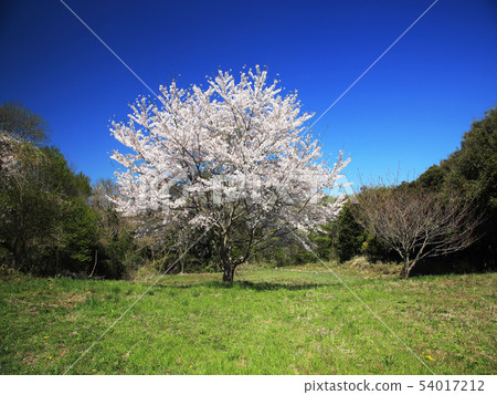 櫻花 54017212