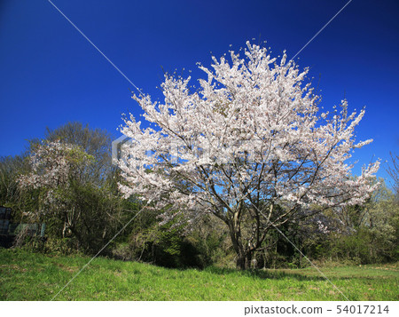 櫻花 54017214