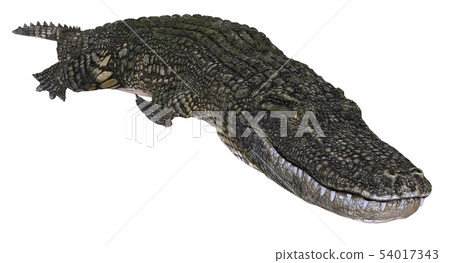 A reference image Alligator isolated on white... - Stock Illustration ...