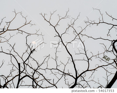 Texture of bare winter tree branches and half Texture of bare winter tree branches and half 54017353