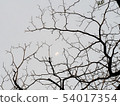 Texture of bare winter tree branches and half 54017354