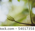 Young shoot of tree is growing.  Soft focus. 54017358