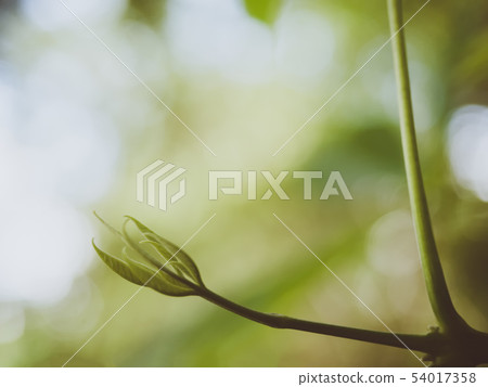 Young shoot of tree is growing. Soft focus. Young shoot of tree is growing. Soft focus. 54017358