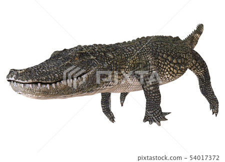 A reference image Alligator isolated on white background 3d illustration 54017372